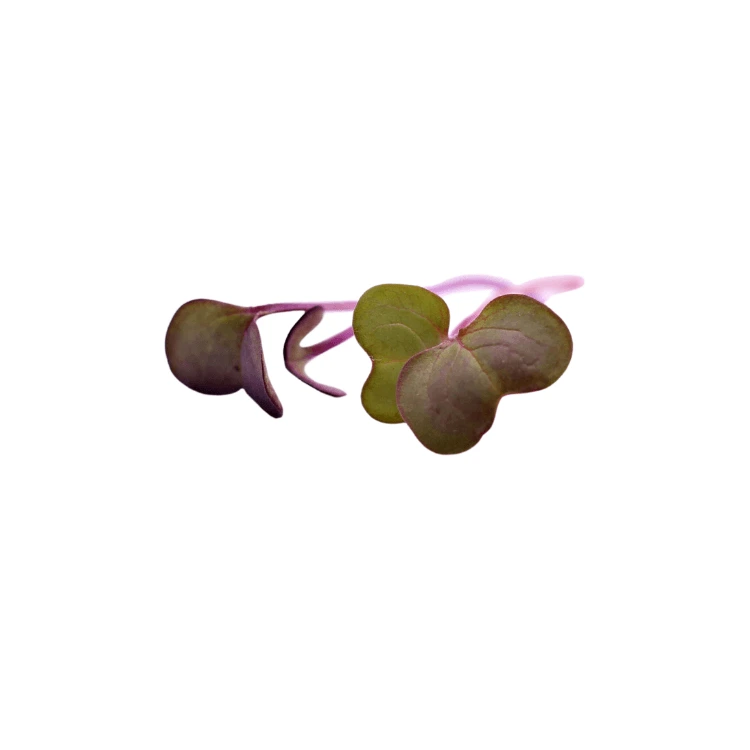 cress radis pourpre micro pousse.webp