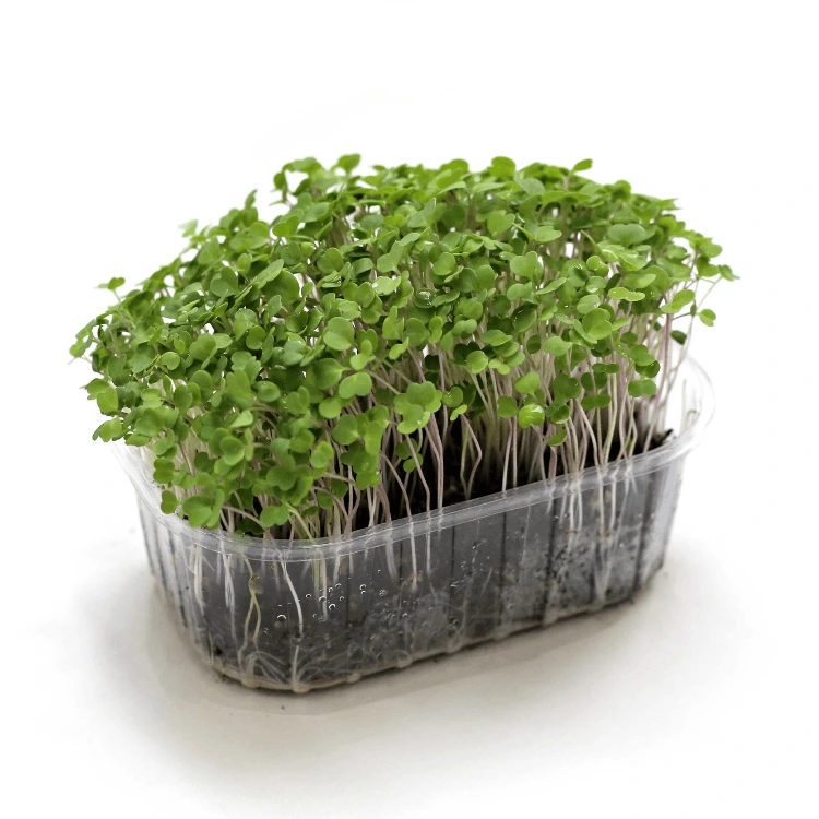 cress micr graine roquette.webp