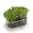 cress micr graine roquette.webp