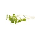 cress microgreen roquette.webp