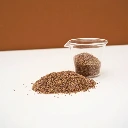 graines micropousse salicorne cress.webp
