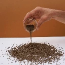 shiso bicolore graines microgreen.webp