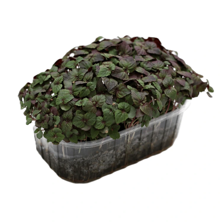 graines de micro pousse shiso bicolore.webp