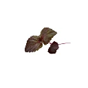 shiso bico graine micro pousse.webp