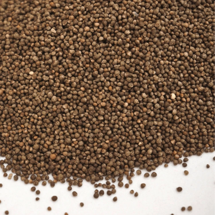 Colette graines micropousse shiso pourpre.webp