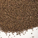 Colette graines micropousse shiso pourpre.webp