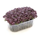 graines de micro pousses shiso pourpre.webp