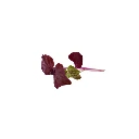 cress micro pousse shiso pourpre.webp
