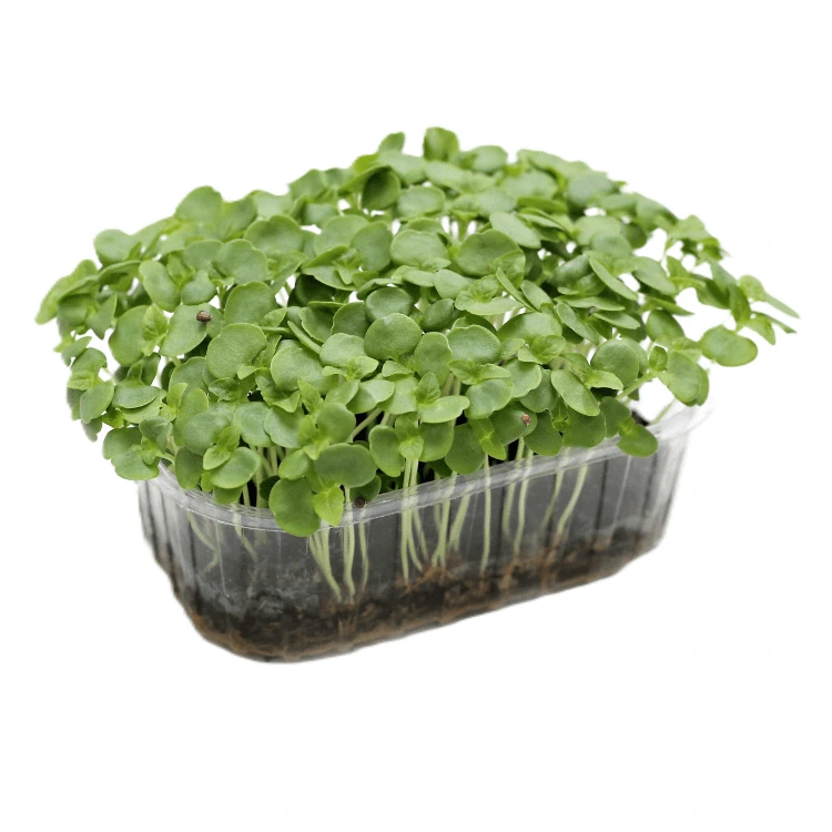 micro pousse shiso vert graines.webp