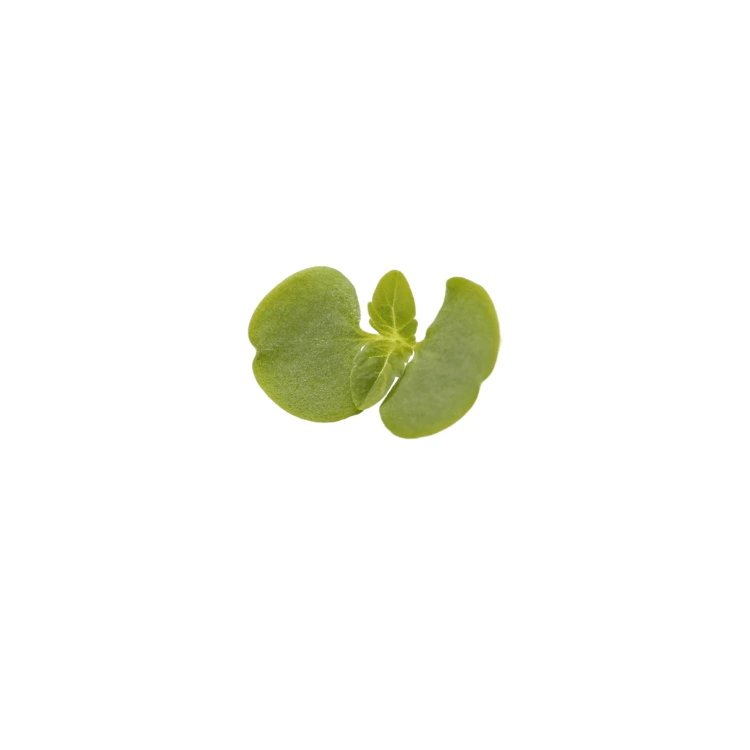 microgreen shiso vert.webp