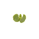 microgreen shiso vert.webp