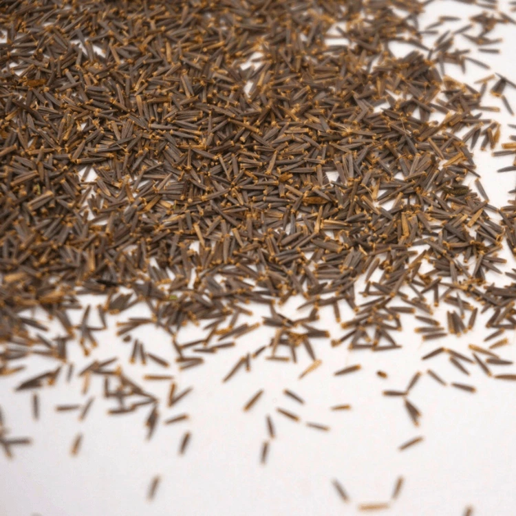 graines de microgreen colette stevia.webp
