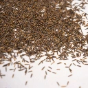 graines de microgreen colette stevia.webp
