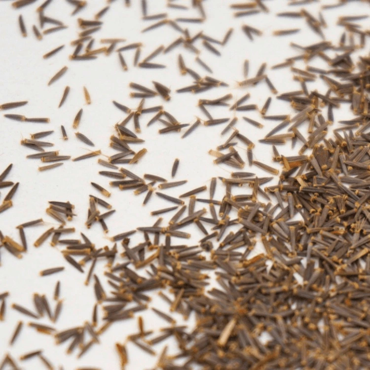 cress stevia micro pousse.webp