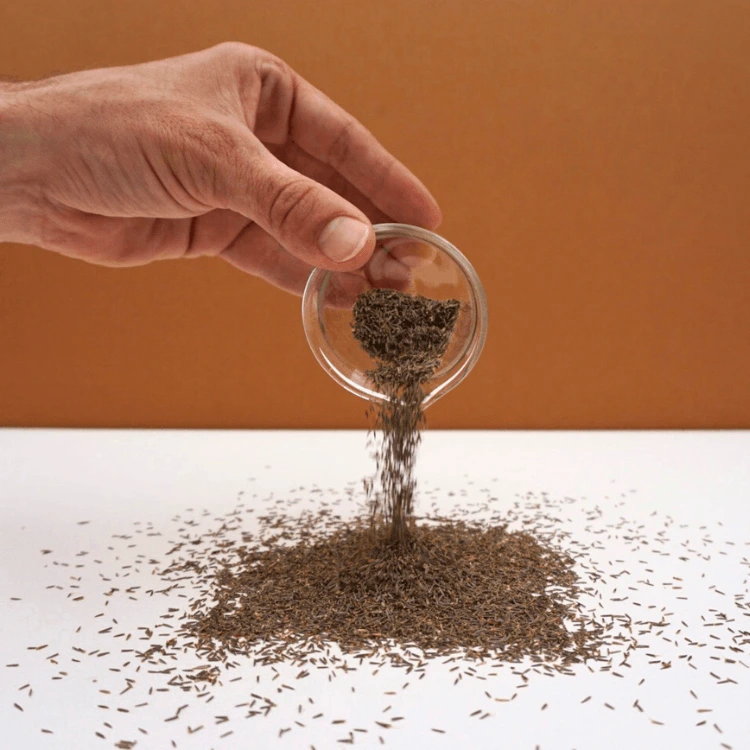 micro pousse stevia cress frzncaise.webp
