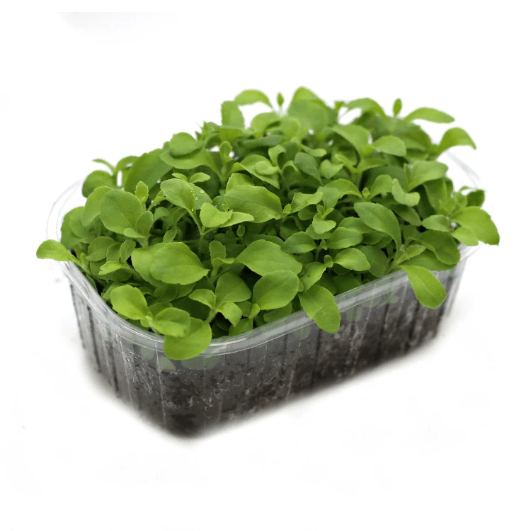 graines de micropousse stevia.webp