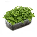 graines de micropousse stevia.webp