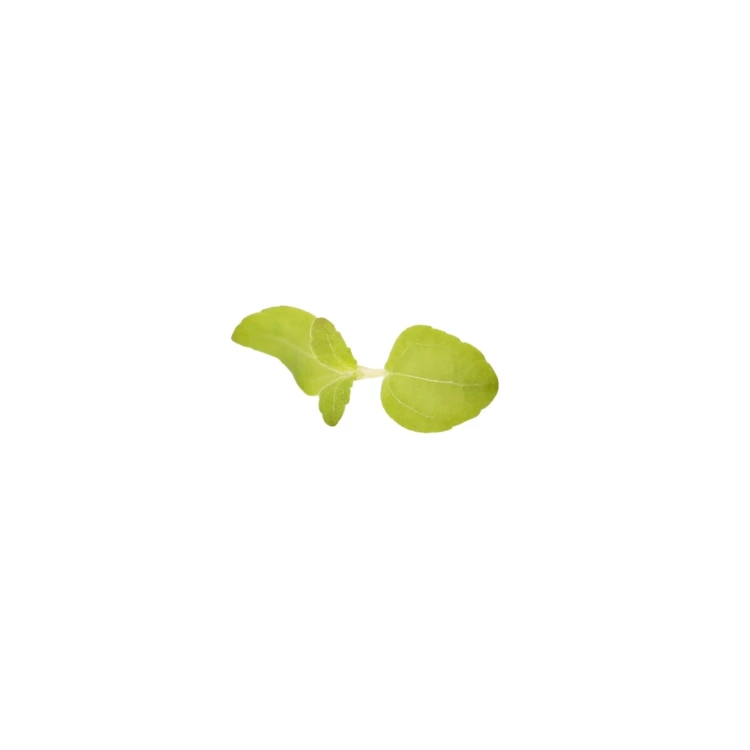 micropousse stevia cress.webp