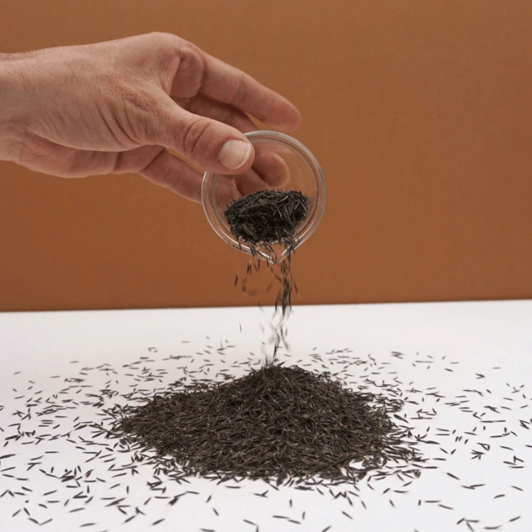 microgreen colette graines tagete mentholee.webp