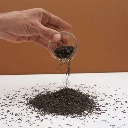 microgreen colette graines tagete mentholee.webp