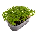 micropousse tagete mentholee colette graines francaises.webp