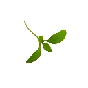 tagete mentholee graine micro pousse.webp