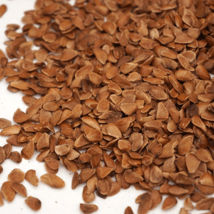cress microgreen toona.webp
