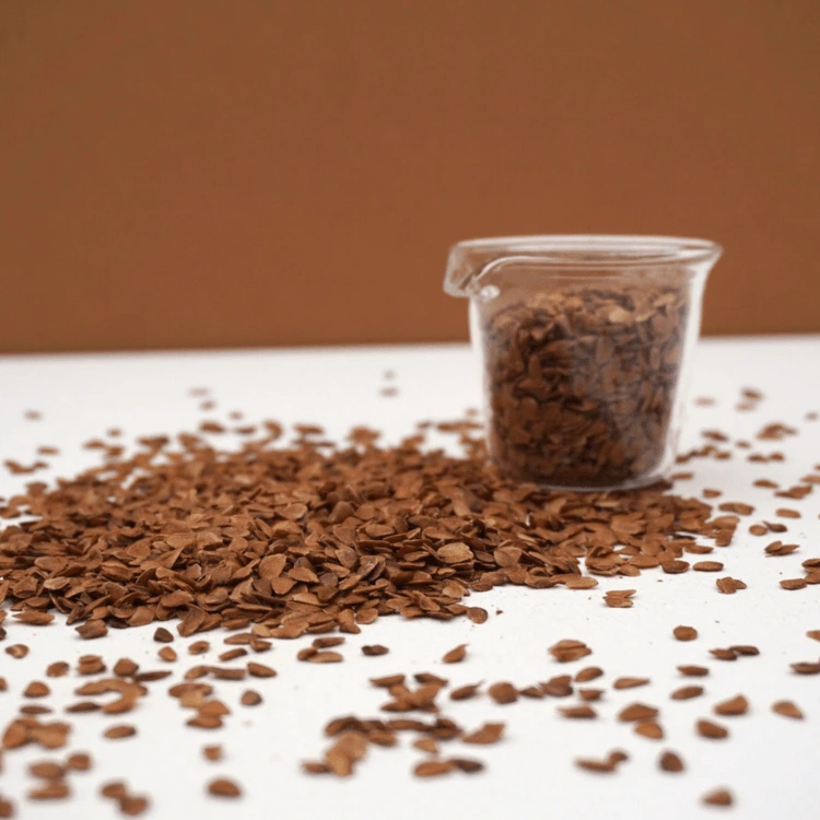 microcress toona micro pousse.webp