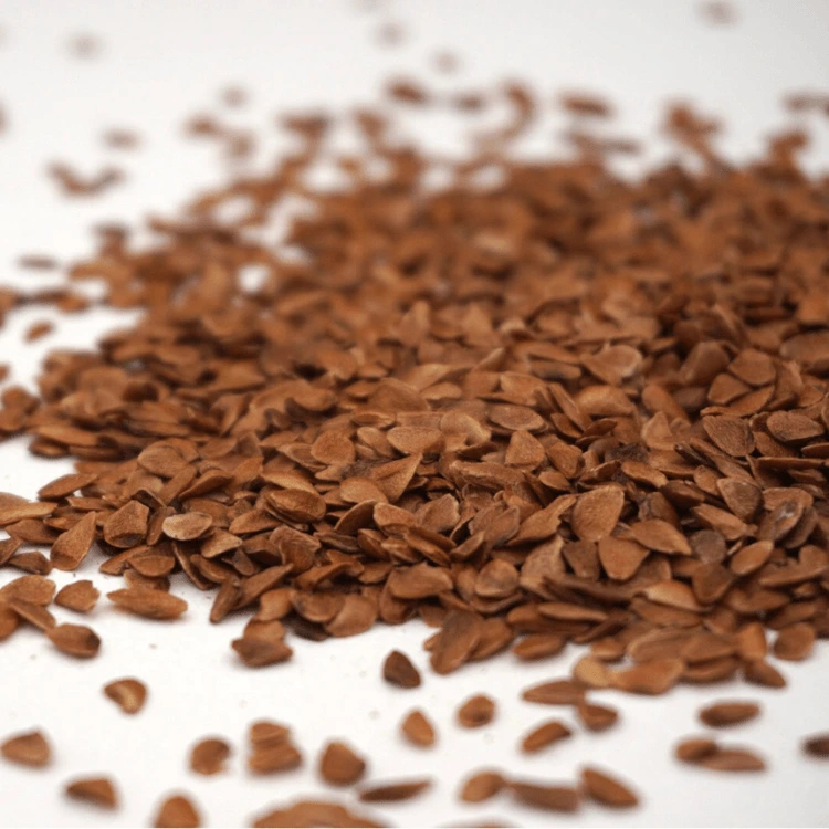 toona graine micropousse francaises.webp
