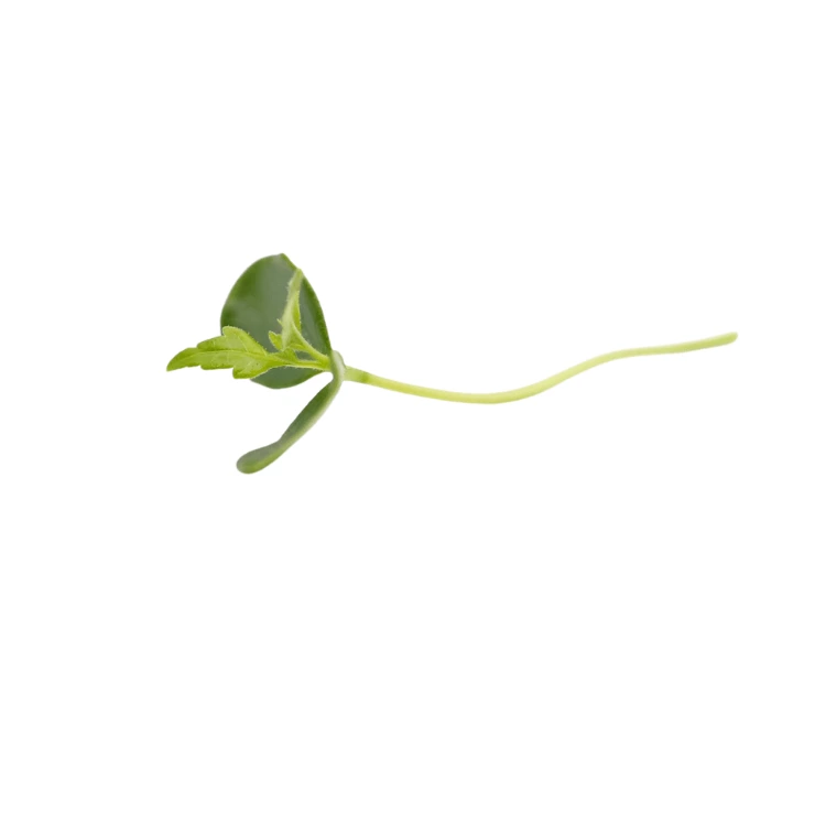 micro pousse toona colette graines francaise.webp