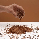 graines de micropousse de toona.webp