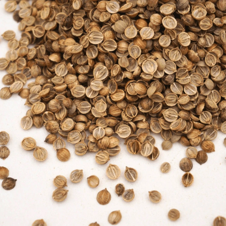 graines micro seeds coriandre.webp