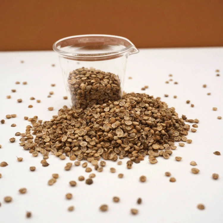 graines cress coriandre mciro pousse.webp