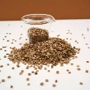 graines cress coriandre mciro pousse.webp