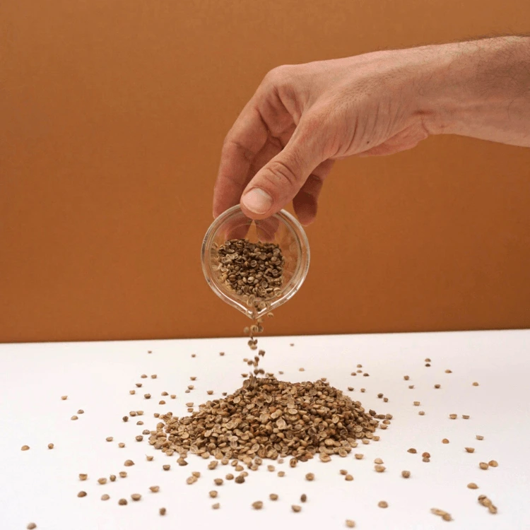micropousse cress colettes graines coriandre.webp