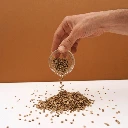 micropousse cress colettes graines coriandre.webp