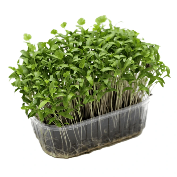 barquette coriandre micro pousses colette graines.webp