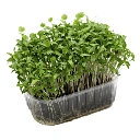 barquette coriandre micro pousses colette graines.webp