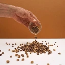 graines de capucine pour micro-pousse.webp