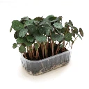 cress micro pousse capucine.webp