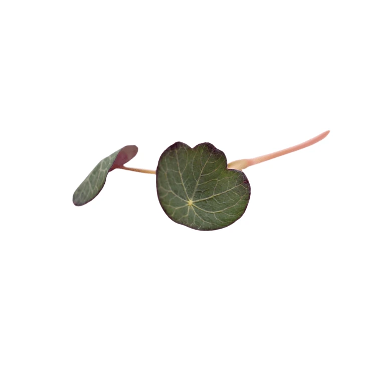 capucine microgreen colette.webp