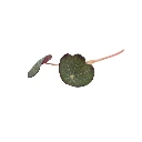 capucine microgreen colette.webp