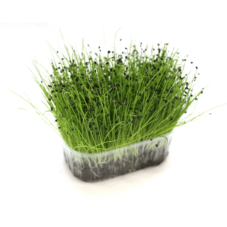 micro pousse d'ail cress.webp
