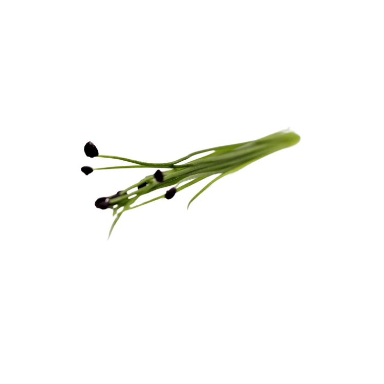 cress graines de micro pousse d'ail.webp