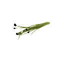 cress graines de micro pousse d'ail.webp