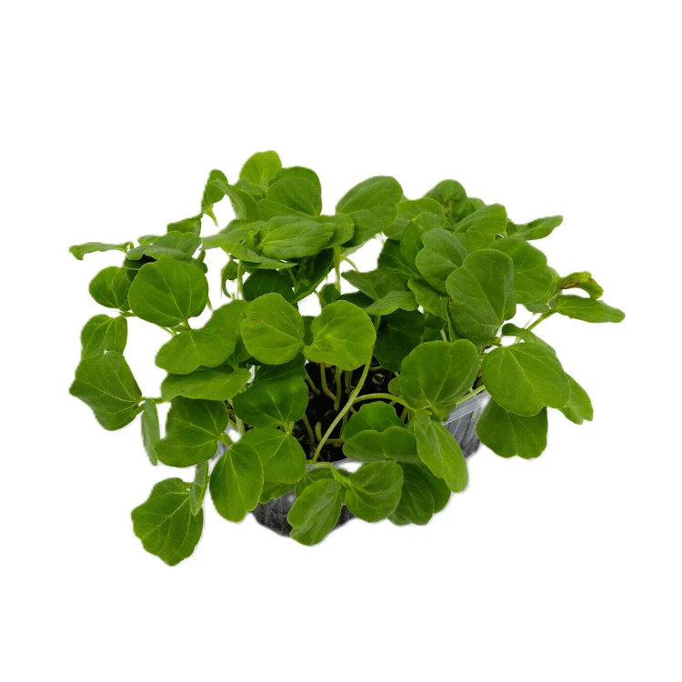 micro pousse hibiscus colette graine cress.webp