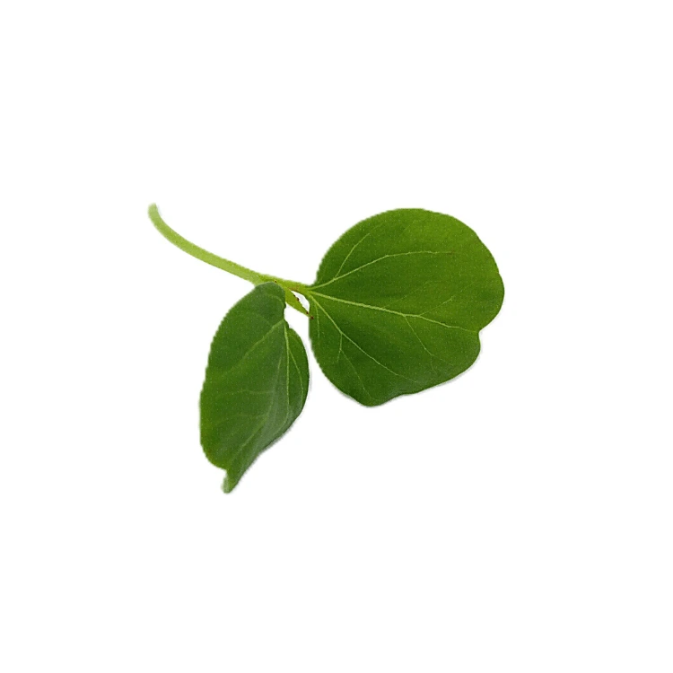microgreen hibiscus colette.webp