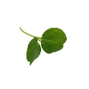 microgreen hibiscus colette.webp