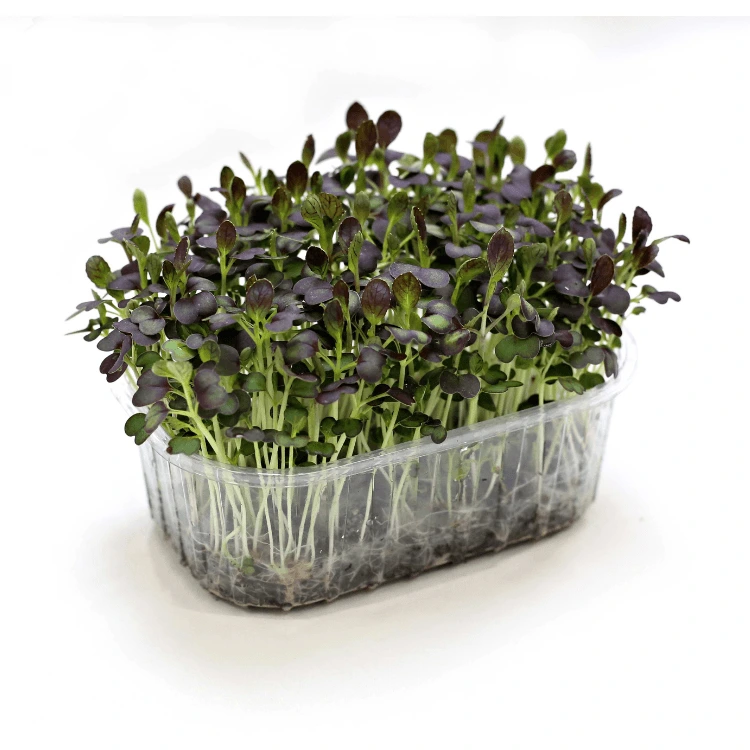 chou pak choi cress.webp