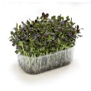 chou pak choi cress.webp